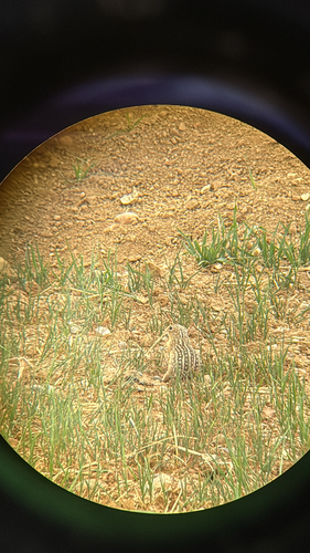 Thirteen-lined Ground Squirrel