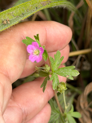 Geranium core-core, photograph (c) Ian McFaul, some rights reserved (CC BY)