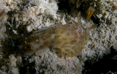 Discodorididae