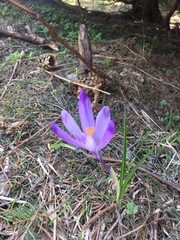 Crocus
