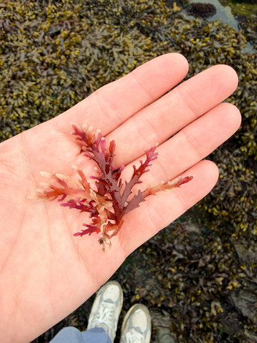 Osmundea spectabilis observed 2026-07-26