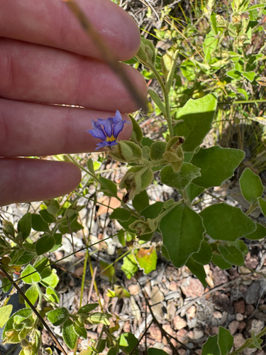 Dampiera ferruginea observed 2026-08-17