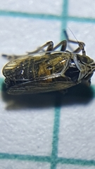Javesella pellucida