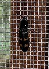 Selatosomus suckleyi