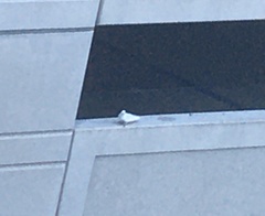 Columba livia