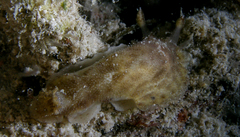 Discodorididae