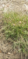 Alopecurus magellanicus, photograph author not stated, no rights reserved