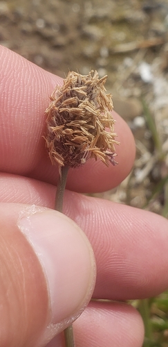 Alopecurus magellanicus, photograph 4