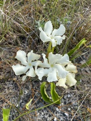 Echites umbellatus