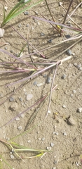 Fisher's Dupontia (Dupontia fisheri)