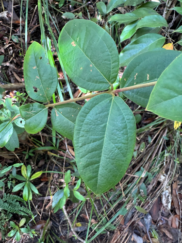 Rhodomyrtus trineura observed 2026-08-17