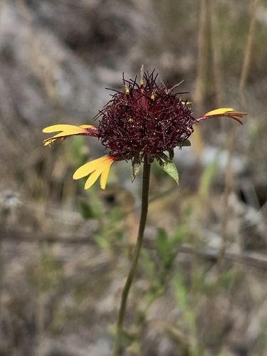 Gaillardia aestivalis, photograph 4