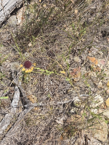 Gaillardia aestivalis, photograph 5