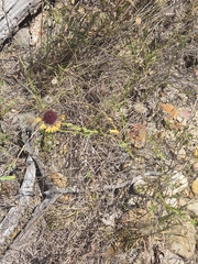 author not stated, no rights reserved Gaillardia aestivalis, photograph author not stated, no rights reserved