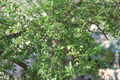 Condalia mexicana