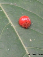 Coccinellidae