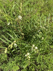 Asimina angustifolia image