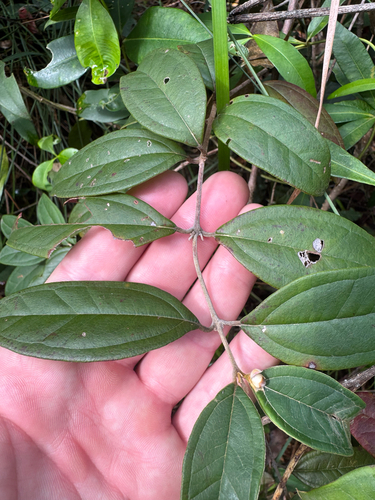 Rhodomyrtus trineura observed 2026-08-17