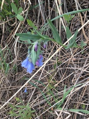 Mertensia lanceolata
