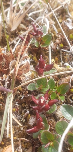 Salix rotundifolia