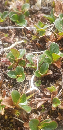 Salix rotundifolia, photograph 2