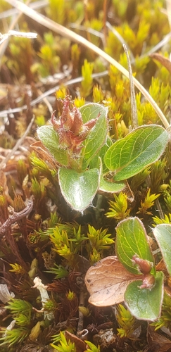 Salix rotundifolia, photograph 3
