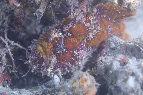 Antennatus coccineus observed 2026-08-14
