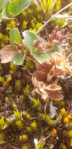 Salix rotundifolia, photograph 4