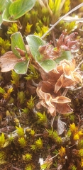 Salix rotundifolia, photograph author not stated, no rights reserved