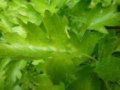 Phyllocoptes goniothorax