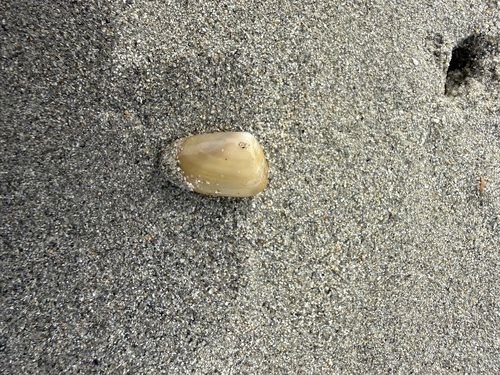Elongate wedge shell