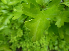 Phyllocoptes goniothorax