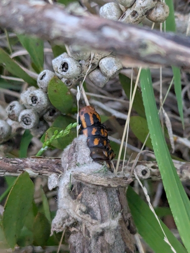 Saunder's Case Moth