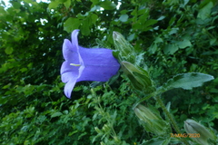 Campanula medium