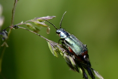 Malachius bipustulatus