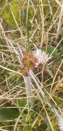Micranthes hieraciifolia