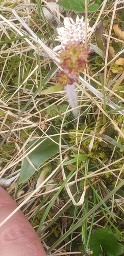 Micranthes hieraciifolia, photograph 2