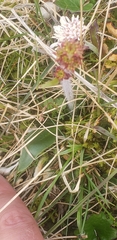 author not stated, no rights reserved Micranthes hieraciifolia, photograph author not stated, no rights reserved