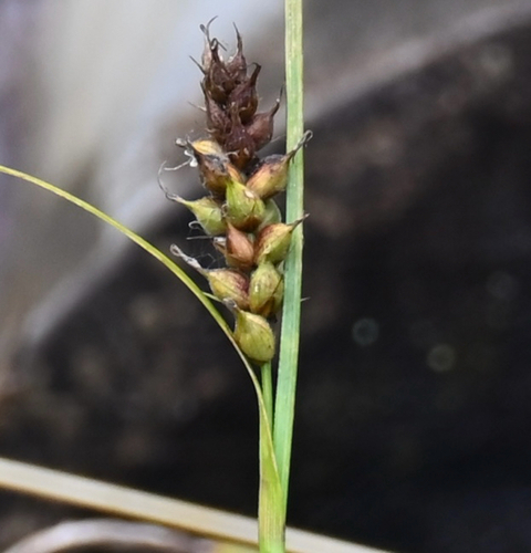 Carex houghtoniana, photograph 4