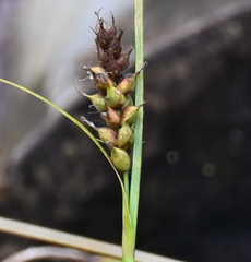 (c) Eric Lamb, some rights reserved (CC BY) Carex houghtoniana, photograph (c) Eric Lamb, some rights reserved (CC BY)