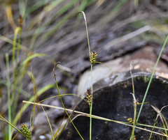 (c) Eric Lamb, some rights reserved (CC BY) Carex houghtoniana, photograph (c) Eric Lamb, some rights reserved (CC BY)