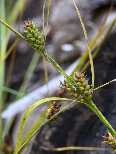 Carex houghtoniana, photograph 6