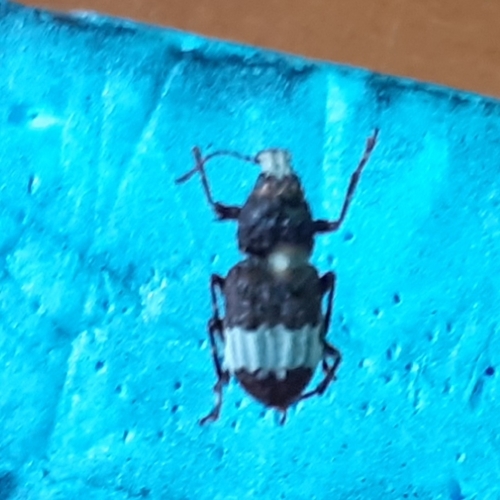 Grey-banded Fungus Weevil