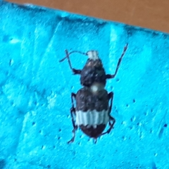 Eurymycter tricarinatus