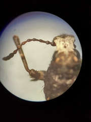 Eurymycter tricarinatus