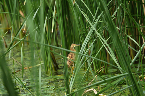 Yellow Bittern