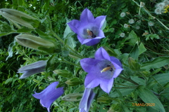 Campanula medium