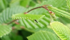 Diptera