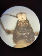 Eurymycter tricarinatus
