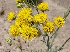 Hymenopappus flavescens